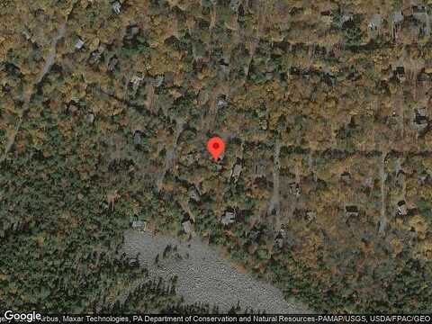 Lupine, LAKE HARMONY, PA 18624