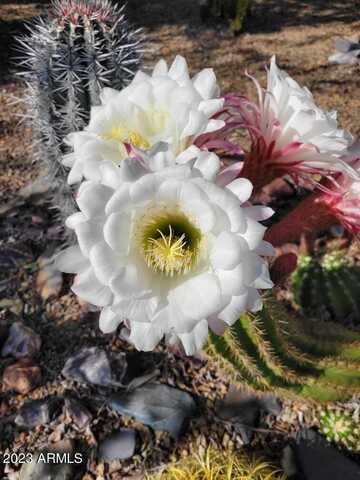 Pasaro, PHOENIX, AZ 85085