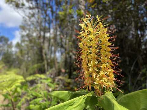 MAKOA RD, Volcano, HI 96785