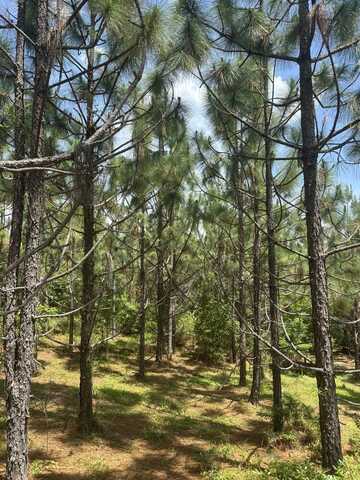 0 4th Avenue North, Needham, AL 36915