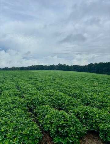 31027 US Hwy 331, Opp, AL 36467