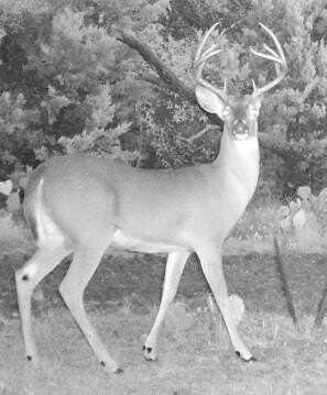 Tbd CR 382, Carlton, TX 76436