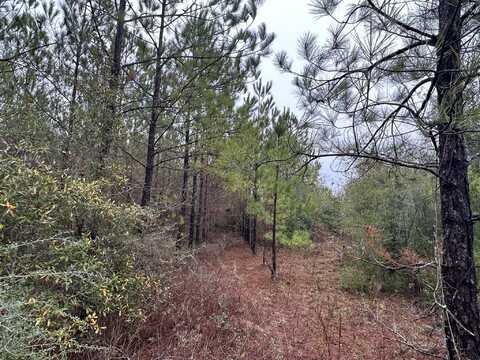 Tract#6418 Mattox Springs Road, Caryville, FL 32427