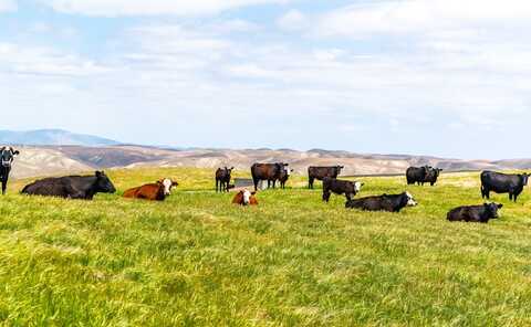 8050 Bitterwater Road, Shandon, CA 93461