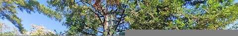 Rockrose, NAPA, CA 94558