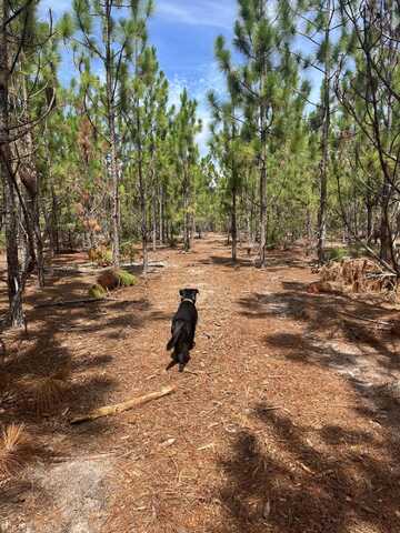 Bff 2a Brunson Teal Road, Patrick, SC 29584