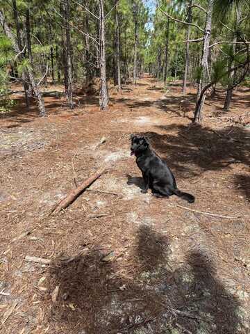 Bff 1a Brunson Teal Road, Patrick, SC 29584