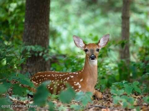 Ash Dr 408, Pocono Summit, PA 18346