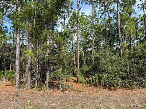 11109 N Trigger Terrace, Citrus Springs, FL 34433