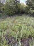 3801 Goad Rd, Bray, OK 73055