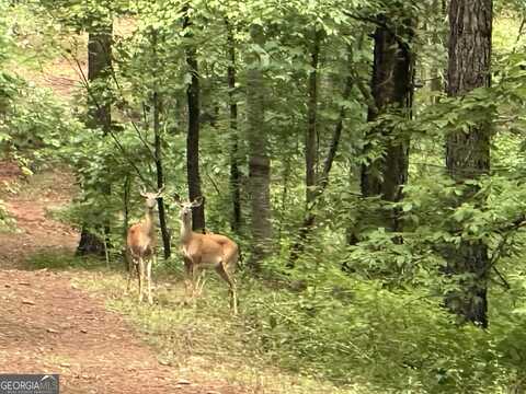23.75 Acres Bastonville, Gibson, GA 30810