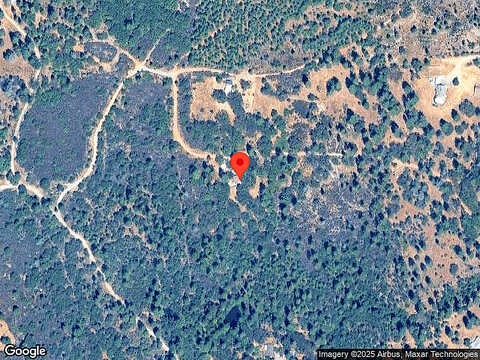 Red Tail Hawk, NEVADA CITY, CA 95959