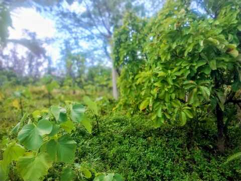 12-262 POHAKUPELE LOOP, Pahoa, HI 96778