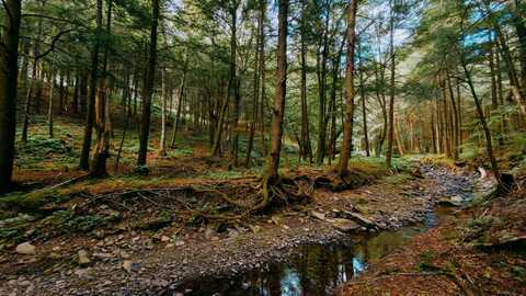 0 Weidick Rd, Andes, NY 13731