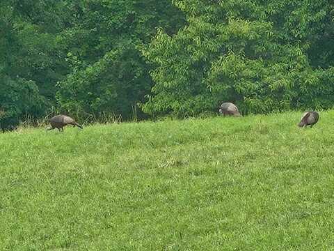 343,365 (tracts 7 And 8) Rogers Lane, Nancy, KY 42544