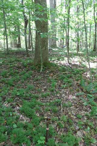 215 Holbrook Hollow Road, Cowen, WV 26206