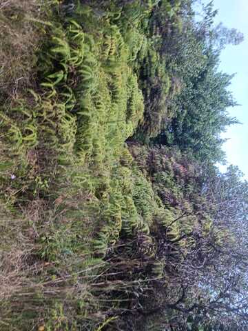 ROAD 3 (HOPUE), Mountain View, HI 96760