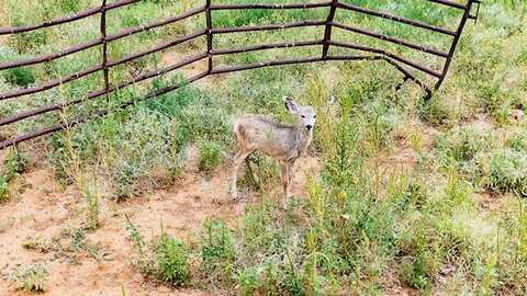 17616 N Private Road 2220, Abernathy, TX 79311
