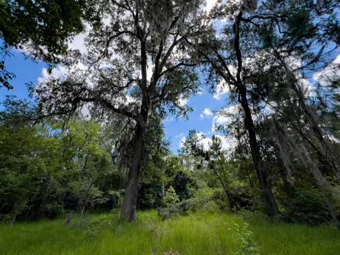004 Brushy Hammock, Mayo, FL 32066