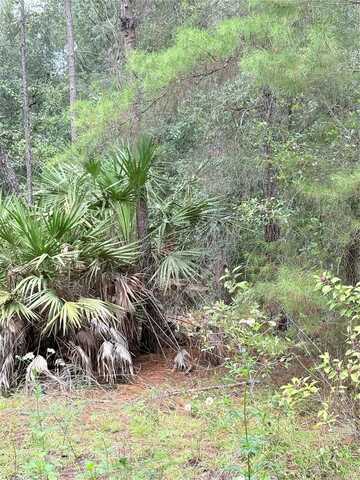 Tbd 237TH PLACE, SALT SPRINGS, FL 32134