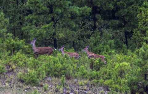 Braden Road, Wister, OK 74966