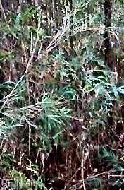 Lot 5 Elm St, Suffolk, VA 23432