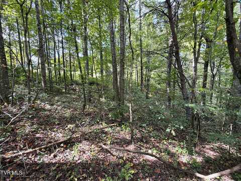 East Drive lot: 25, Parrottsville, TN 37843