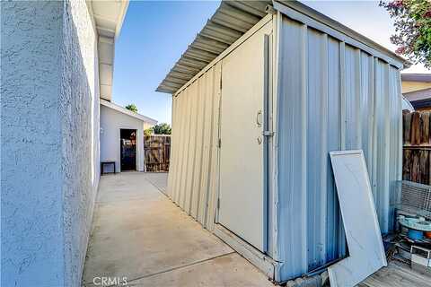Chicory, BAKERSFIELD, CA 93309