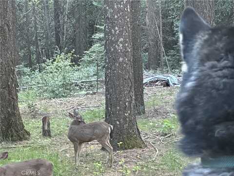 Headwaters, FOREST RANCH, CA 95942