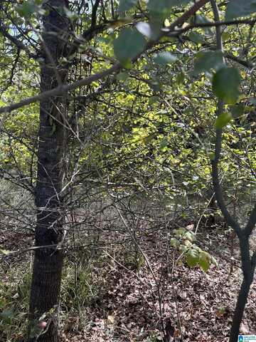 252 HIGHWAY 25, BRIERFIELD, AL 35035