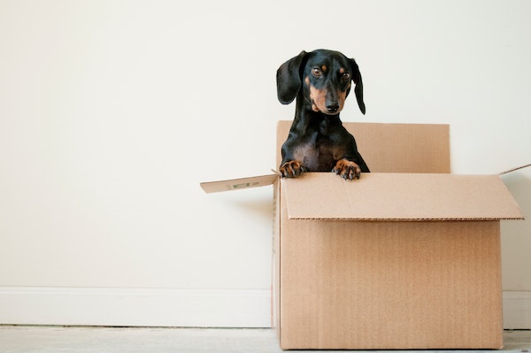 Dog standing up in an empty moving box.